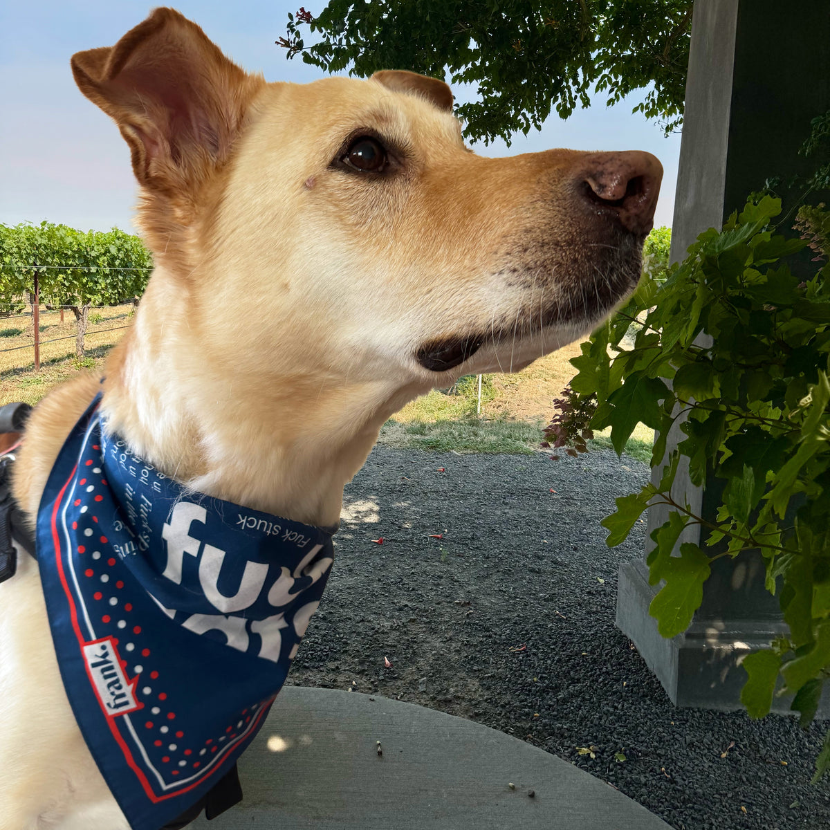 A dog wearing a navy blue bandana with white and red text and graphics, photographed outdoors near a planter and greenery.