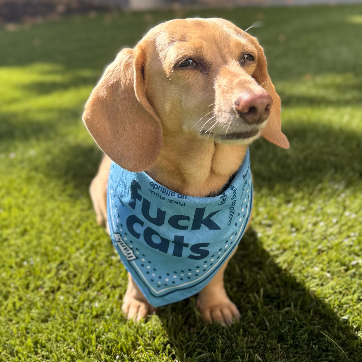 Small dachshund wearing a light blue pet bandana with the words Fuck Cats and other words on the bandana.