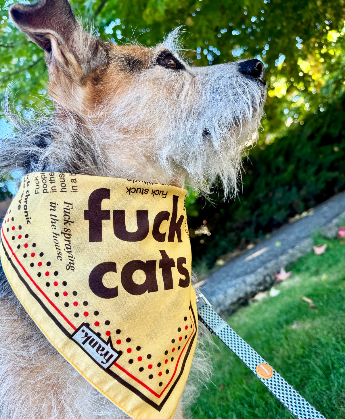 A scruffy dog outdoors wearing a yellow bandana with bold black text reading 'fuck cats' and a small 'frank' label, attached to a patterned leash on green grass with trees in the background.