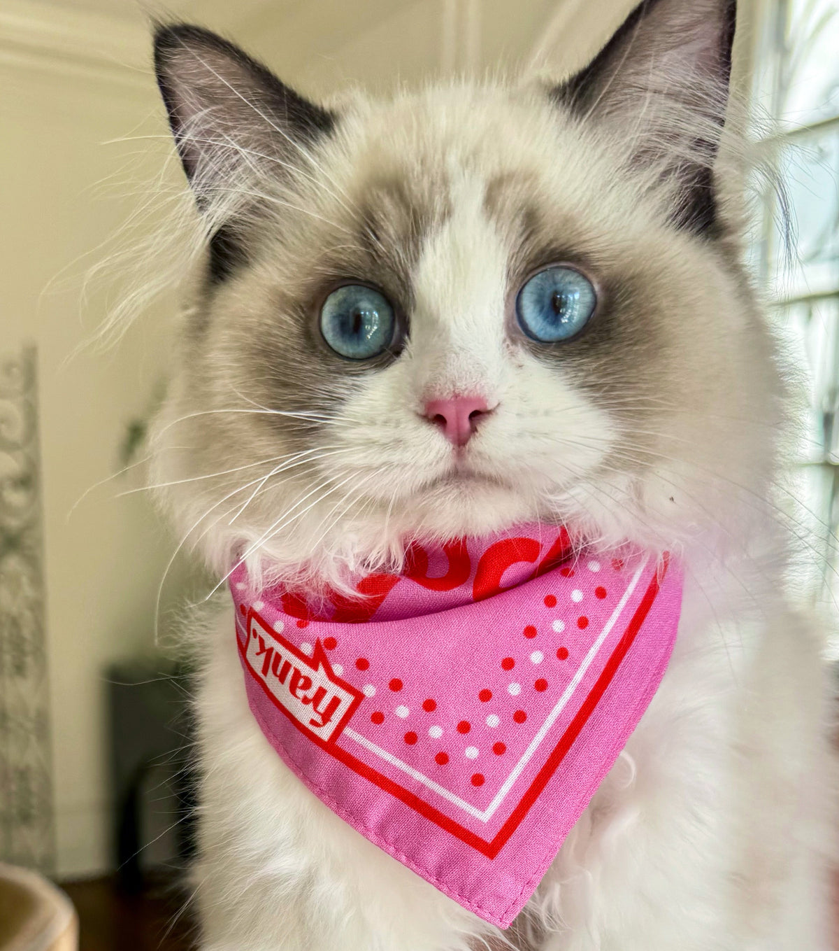A close-up of a fluffy white and gray cat wearing a bright pink bandana with red polka dots and the word 'frank on a white background.